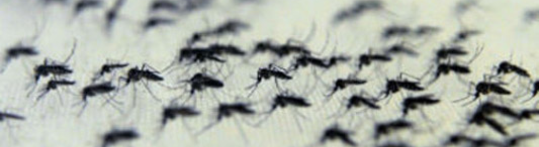 Nebulização de Mosquitos Voadores  24 HORAS